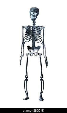 Human skeleton model isolated on white background. X-ray, bones examination concept. Front view. Medical problems, fractures detection. High quality photo Stock Photo