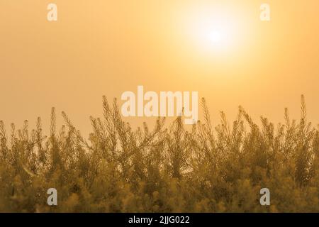 rising sun on clear golden gradient sky wtih green grass in blurry foreground Stock Photo