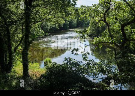 The River Rheidol below the Cwm Rheidol Reservoir near Aberffrwd, Rheidol Valley, Ceredigion, Wales Stock Photo