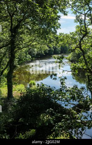 The River Rheidol below the Cwm Rheidol Reservoir near Aberffrwd, Rheidol Valley, Ceredigion, Wales Stock Photo