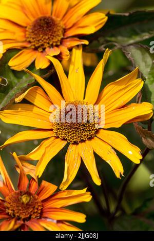 Orange, False sunflower, Bleeding Hearts, Heliopsis Helianthoides, Scabra, Blooming, Flower, Flowering, Bloom Stock Photo