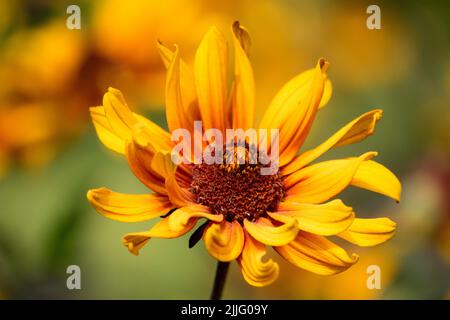 Heliopsis 'Bleeding Hearts' Flower False sunflower Stock Photo