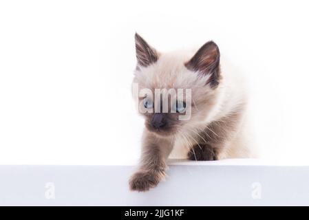 A small blue-eyed Thai or Siamese kitten climbs out of the box. High quality photo Stock Photo