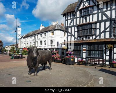 Hereford bull sculpture and the Black and White House Museum on High Town Hereford Herefordshire England Stock Photo