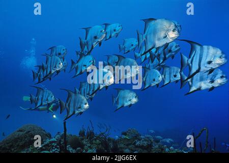 A schooling Atlantic spadefishes (Chaetodipterus faber), swimming over a coral reef, Cuba, Caribbean Stock Photo