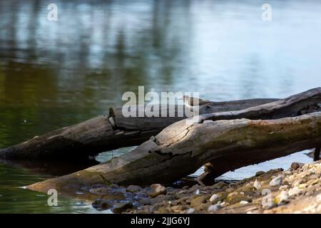 The American bullfrog (Lithobates catesbeianus), often simply known as the bullfrog in Canada and the United States, is a large true frog native to ea Stock Photo