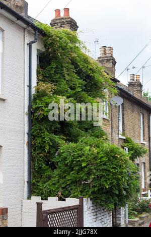 A much loved wisteria plant grows / growing / climber / climbing over the entire front facade of a terraced house in Twickenham, London. UK (131) Stock Photo