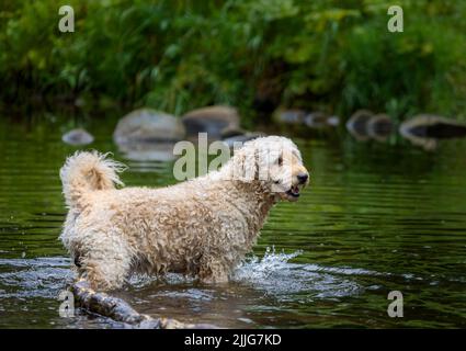 A gorgeous apricot coloured Labradoodle dog, happily playing in a shallow river in Lancashire, UK Stock Photo