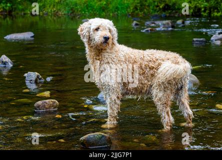 A gorgeous apricot coloured Labradoodle dog, happily playing in a shallow river in Lancashire, UK Stock Photo