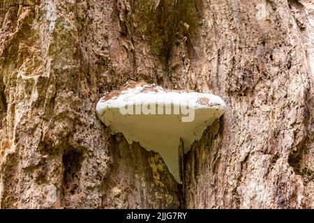 A Southern Bracket fungus, (Ganoderma australis), growing on the side of a dead tree Stock Photo