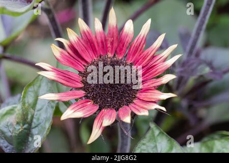 Helianthus annuus, sunflower closeup, UK Stock Photo