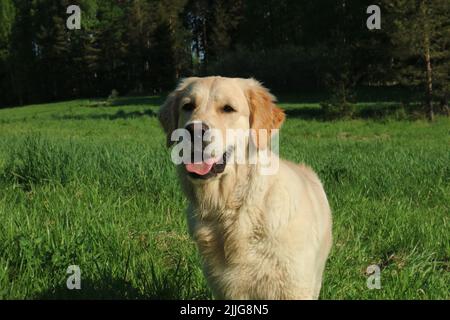A young golden retriever standing in a green hayfield in the summer with its tongue hanging out. Stock Photo