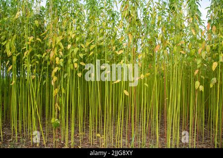 Green jute Plantation field.  Raw Jute plant Texture background. This is the Called Golden Fiber in Bangladesh Stock Photo