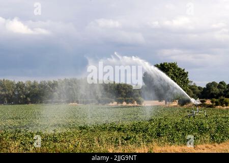 Travelling sprinkler with hose reel irrigation machine spaying water over a  farmland during a drought summer Stock Photo - Alamy