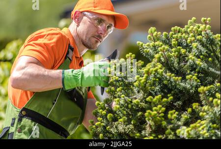 Closeup of Caucasian Male Gardener in His 40s Concentrated on His Job Pruning and Trimming Garden Plants with Scissors. Wearing Protective Glasses, Ga Stock Photo
