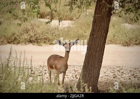 Impala resting in the shade from the midday heat of the arabic desert Stock Photo
