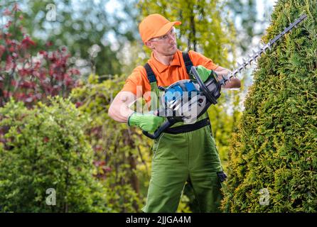 Professional Landscape Gardener Wearing Protective Work Cloths Shaping the Thuja Tree in His Client’s Backyard Garden Using Hedge Trimmer Gardening Po Stock Photo