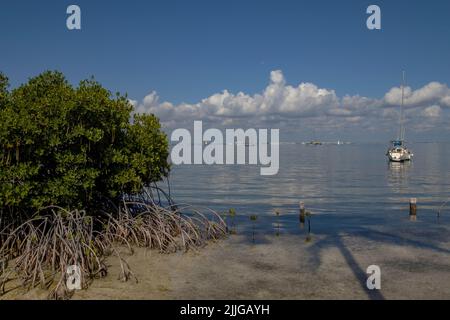 Mangroves on the coast of Isla Mujeres in Mexico Stock Photo