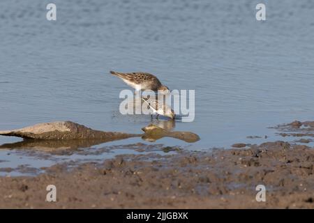 The American bullfrog (Lithobates catesbeianus), often simply known as the bullfrog in Canada and the United States, is a large true frog native to ea Stock Photo