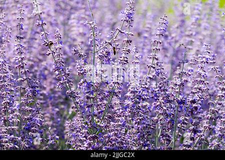 Russian sage Perovskia 'Blue Spire' Salvia, Sage, Fragrant Flowers, Lavender Colour Shrubby, Hardy, Perennial, Garden, Plant Stock Photo