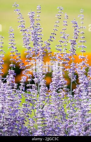 Salvia yangii, Garden, Perennial, Fragrant, Flowers, Scented, Russian Sage, Perovskia, Blooming, Sage Stock Photo