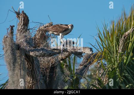 An osprey looking at the camera perched atop a dead tree with a fish, Tera Ceia Preserve State Park, Florida, USA Stock Photo