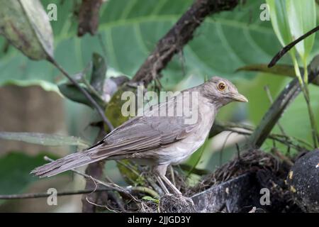 Ecuadorian Thrush (Turdus maculirostris) Ecuador Stock Photo