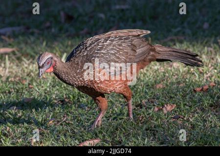 Chestnut-Bellied Guan (Penelope ochrogaster) Pantanal, Brazil Stock Photo