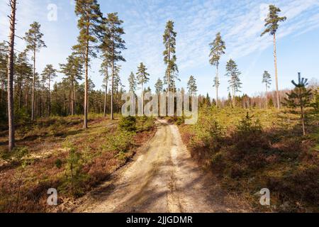 A small path leading through a reforested woodland with young Pines and tall seed trees in Northern Europe Stock Photo