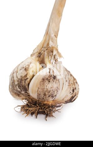 Studio shot of freshly harvested Elephant Garlic cut out against a white background - John Gollop Stock Photo