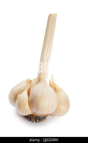 Studio shot of freshly harvested Elephant Garlic cut out against a white background - John Gollop Stock Photo