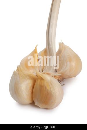 Studio shot of freshly harvested Elephant Garlic cut out against a white background - John Gollop Stock Photo
