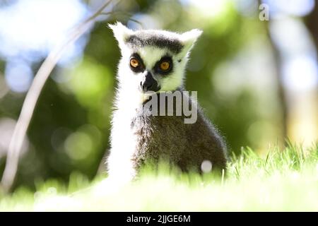 King lemur on the enclosure in Valencia's ZOO Stock Photo