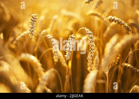Ripe wheat spikelets on golden field glowing by the orange sunset light. Industrial and nature background. Ukraine, Europe Stock Photo