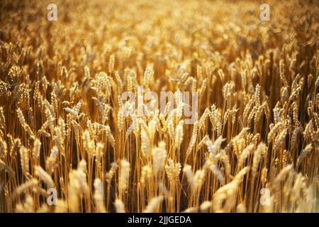 Ripe wheat spikelets on golden field glowing by the orange sunset light. Industrial and nature background. Ukraine, Europe Stock Photo
