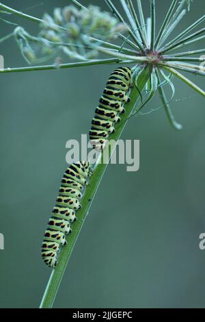 Two caterpillars of an Old world swallowtail butterfly on a plant straw in Europe Stock Photo