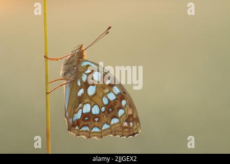 Close-up of a High brown fritillary, Argynnis adippe resting on a straw on a summery meadow in Estonia, Northern Europe. Stock Photo