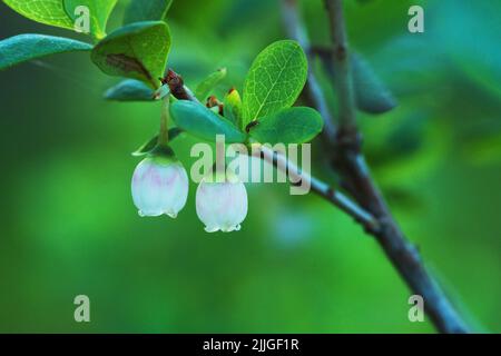Close-up of a blooming Bog bilberry, Vaccinium uliginosum in Estonian boreal forest Stock Photo