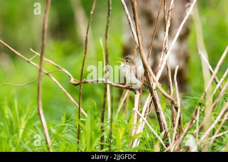 An old world warbler, the Marsh warbler singing on an spring afternoon in Estonia, Northern Europe Stock Photo