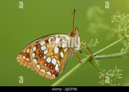 Close-up of a High brown fritillary, Argynnis adippe resting on a straw on a summery meadow in Estonia, Northern Europe. Stock Photo