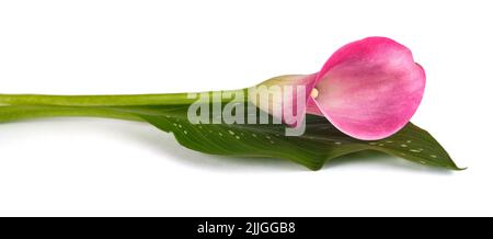 Pink calla flower isolated on white background Stock Photo