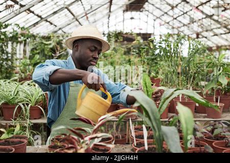 Horizontal medium shot of young Black man wearing apron and hat working in greenhouse watering plants in pots Stock Photo