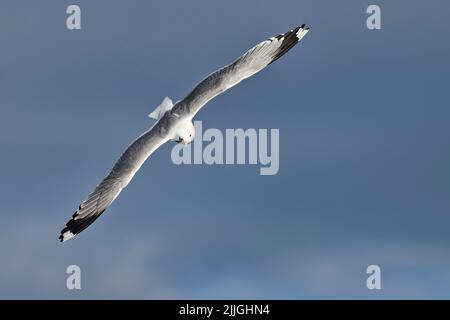 Common gull Stock Photo