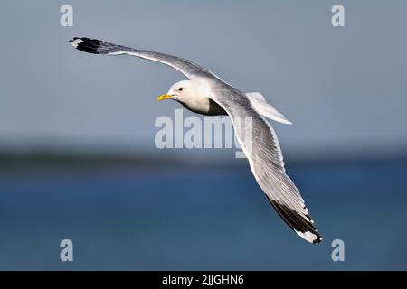 Common gull Stock Photo