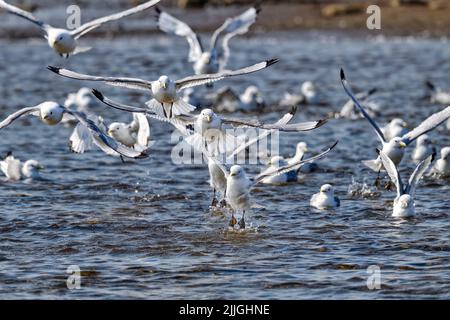 Black-legged Kittiwakes are bathing Stock Photo