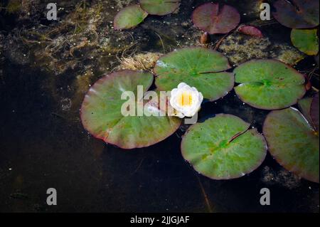 A white water lily and lily pads on a pond in Ireland Stock Photo