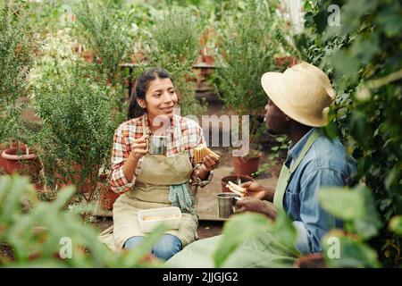 Young Black man and Hispanic woman sitting relaxed in greenhouse having lunch and talking about something Stock Photo