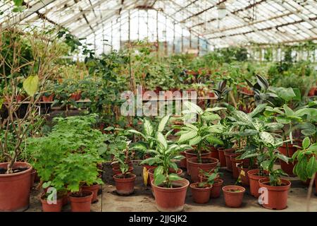 Horizontal no people shot of various plants and flowers growing in modern glasshouse, copy space Stock Photo