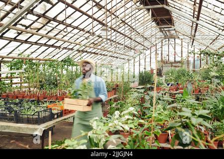 Young Black man wearing apron and hat working in greenhouse carrying wooden box with young plants Stock Photo