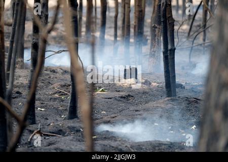 Falkenberg, Germany. 26th July, 2022. Smoke rises from the ground in a forest in the Elbe-Elster district. Credit: Sebastian Willnow/dpa/Alamy Live News Stock Photo